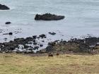At Giant's Causeway, a local landmark along the coast, I was lucky to see some cows grazing by the water
