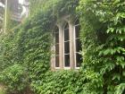 UCC Quad, Ivy Makes A Good Habitat For Roosting Bats