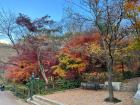 Fall in Changdeokgung Palace Garden in Seoul