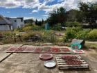 Sun-drying red peppers, Korean dates and radish greens
