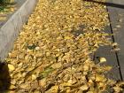 Gingko leaves in Seoul