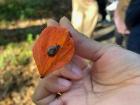 A small garden snail on a Chinese lantern plant (kkwari, 꽈리) near the DMZ