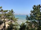 View through the pines at Mukho Beach
