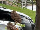 Two burrowing owls