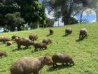 More capybaras!