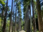 Palm trees