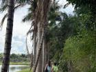 Norma and I on a walk surrounded by beautiful palm trees