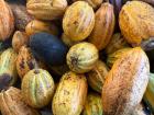 Cacao, cacao, cacao!
