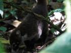 Coati! Notice the eye rings and striped tail