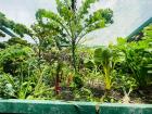 Fresh Veggies from the Monteverde Institute