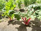 Chard at a Monteverde farm 