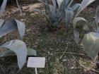 This plant in the botanical garden on Lokrum Island is an agave originally from Arizona. The garden features hundreds of plant species from around the world, showing how different environments can support diverse life