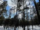Evergreen trees in the winter sun
