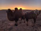 Camels out at sunset