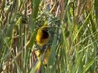 	•	Eastern golden weaver — An eastern golden weaver beginning the careful architecture of a new nest.
