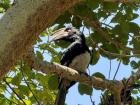 Trumpeter hornbill sighting: Spotted calling from the trees on a small island in Lake Malawi.