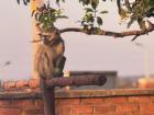 Laundry line lookout — A curious monkey perched atop the clothesline, supervising the afternoon chores.