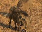 Head down and tusks forward, warthogs kneel to dig for roots and insects,.