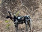 Alert and focused, a wild dog scans for danger