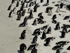 African penguins gather along the beach, with several molting and resting on stored energy.