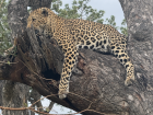 A rare blue-eyed leopard rests in a tree above its earlier kill, hidden among the branches.