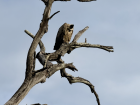 A white-backed vulture perched after the rains, part of nature’s cleanup crew following a kill.