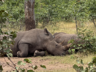 Two white rhinos resting under a tree, avoiding the heat of the midday sun.