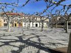 Walking under a giant spiderweb of branches in Zamora, Spain