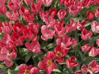 These tulips are originally from the Netherlands, but they planted them in the National Botanic Gardens here in Ireland