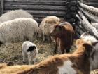Baby sheep, goats, and adult sheep together with a cow in a pen! They have thick colorful fur.