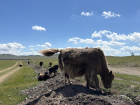 You’ll see many animals freely enjoying themselves in the open landscape, like these yaks I saw on the way back to Ulaanbaatar from the countryside