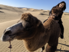 Riding a camel in the Mini Gobi Desert, Mongolian camels are huge, and I definitely had a hard time getting on
