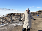 Winter in the countryside brings snowy mountains stretching across the steppe, where families live in gers and raise livestock, look closely, you can even spot camels in the distance behind me