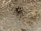 The first spider I saw in my town—look how big it is!