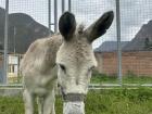 Donkey in my town