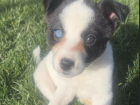 Here is one of my foster puppies, her name is Josie