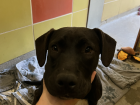One of the dogs at the shelter I volunteer at