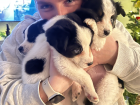 These are my 3 foster puppies: Josie, Rosie and Posie