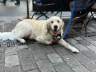 This is James' dog Finn