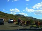 Cow crossing on a mountain road