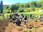 My students are planting cabbage at school