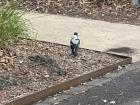 There are a lot of magpies on my campus