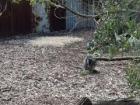 A wallaby eating leaves