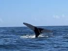 La cola de una ballena que vi en Samana