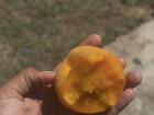 A juicy peach I bought from a street vendor 
