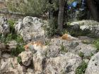 Cats sunbathing on rocks at Ajloun Castle