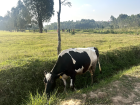 A cow on my way to work