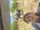 Elephants in Botswana