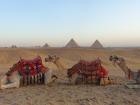 Sunrise camel ride in front of the pyramids!