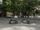 Ducks in the park of Rodin’s Museum